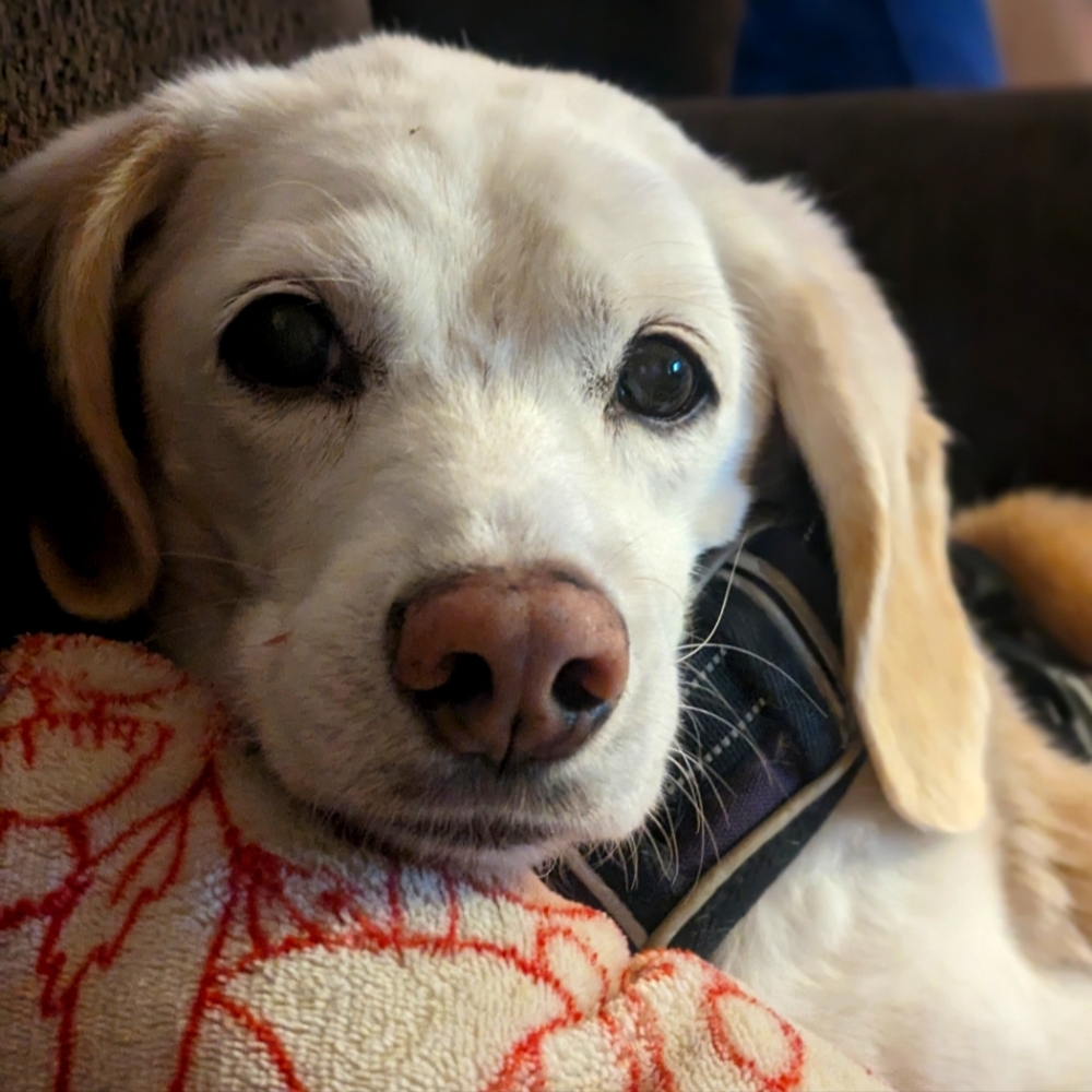 Meet your Posher, Gretchen